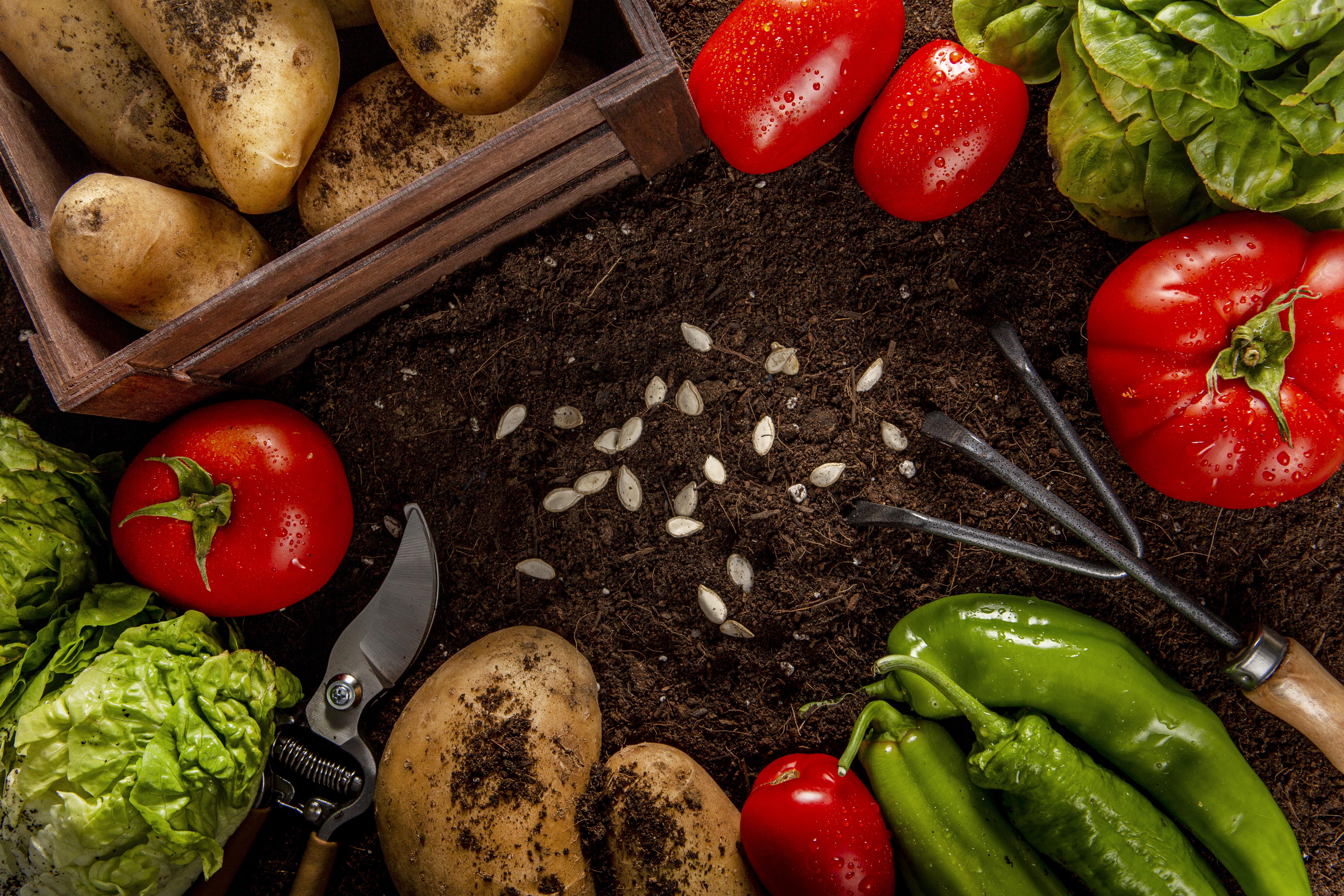 Fresh agricultural produce including tomatoes, potatoes, and vegetables