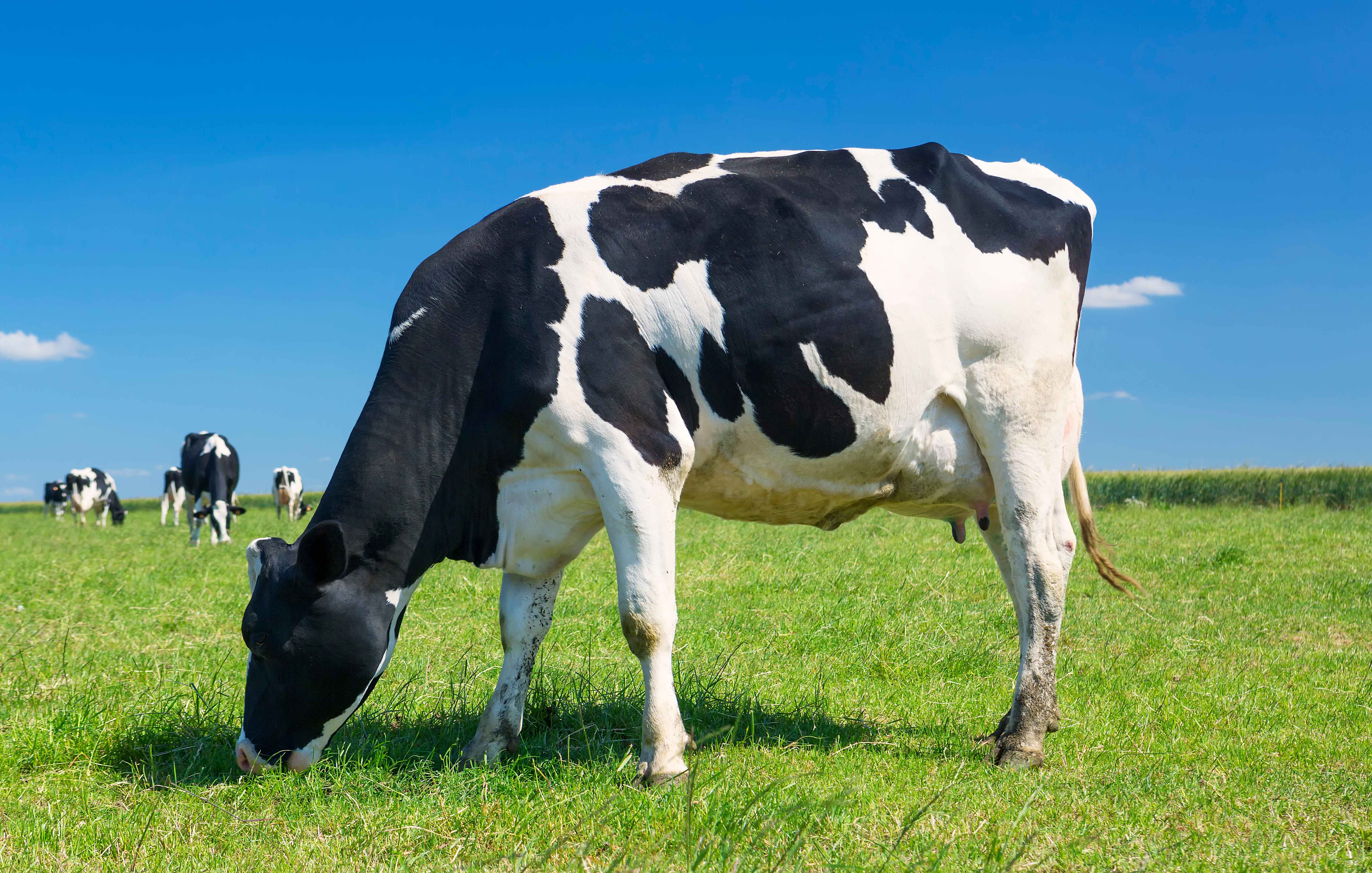 Dairy cows grazing in green pasture representing fresh dairy products